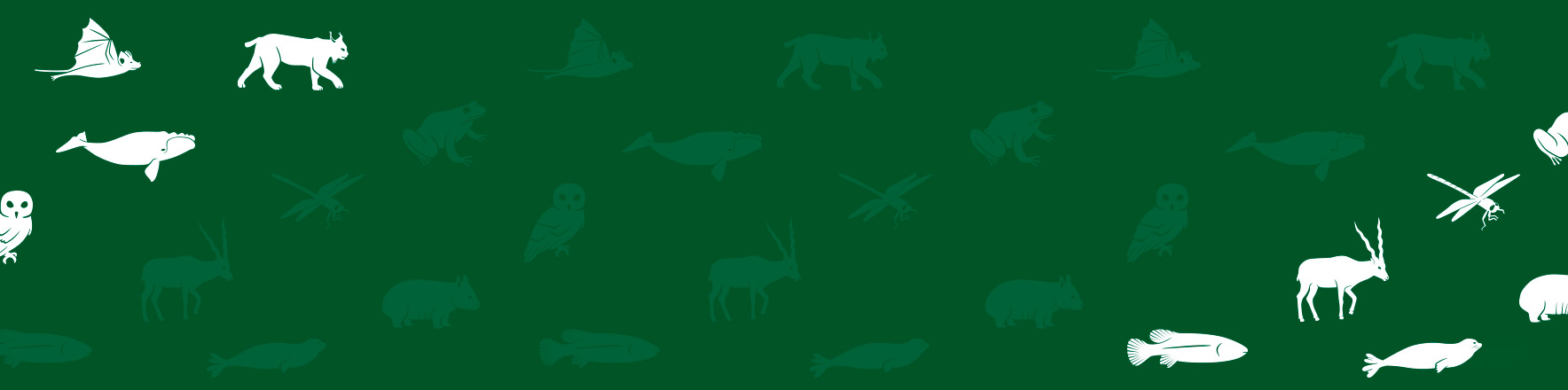 Lacoste x Save Our Species 3520 polos, sold out!